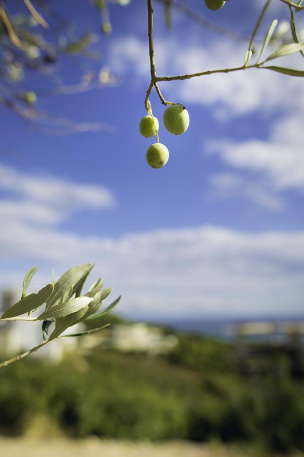 Apartman Olive Apartment Ulcinj Exterior photo